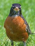 Robin Closeup_48954